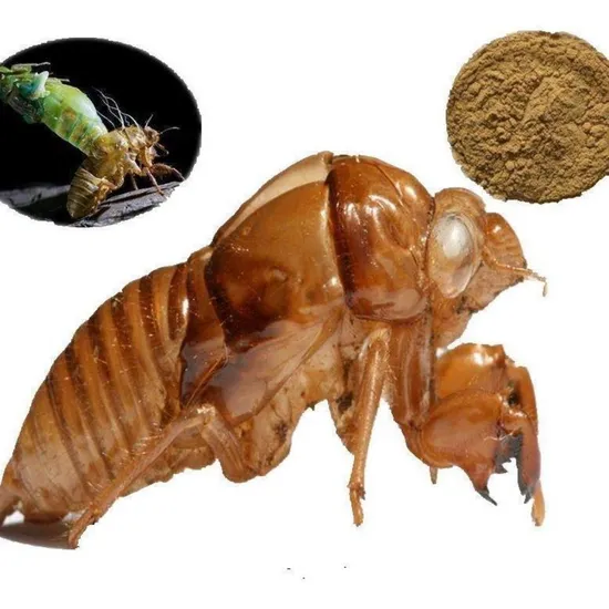 Cicada Sloughing Effects: Where to buy it and how to store?