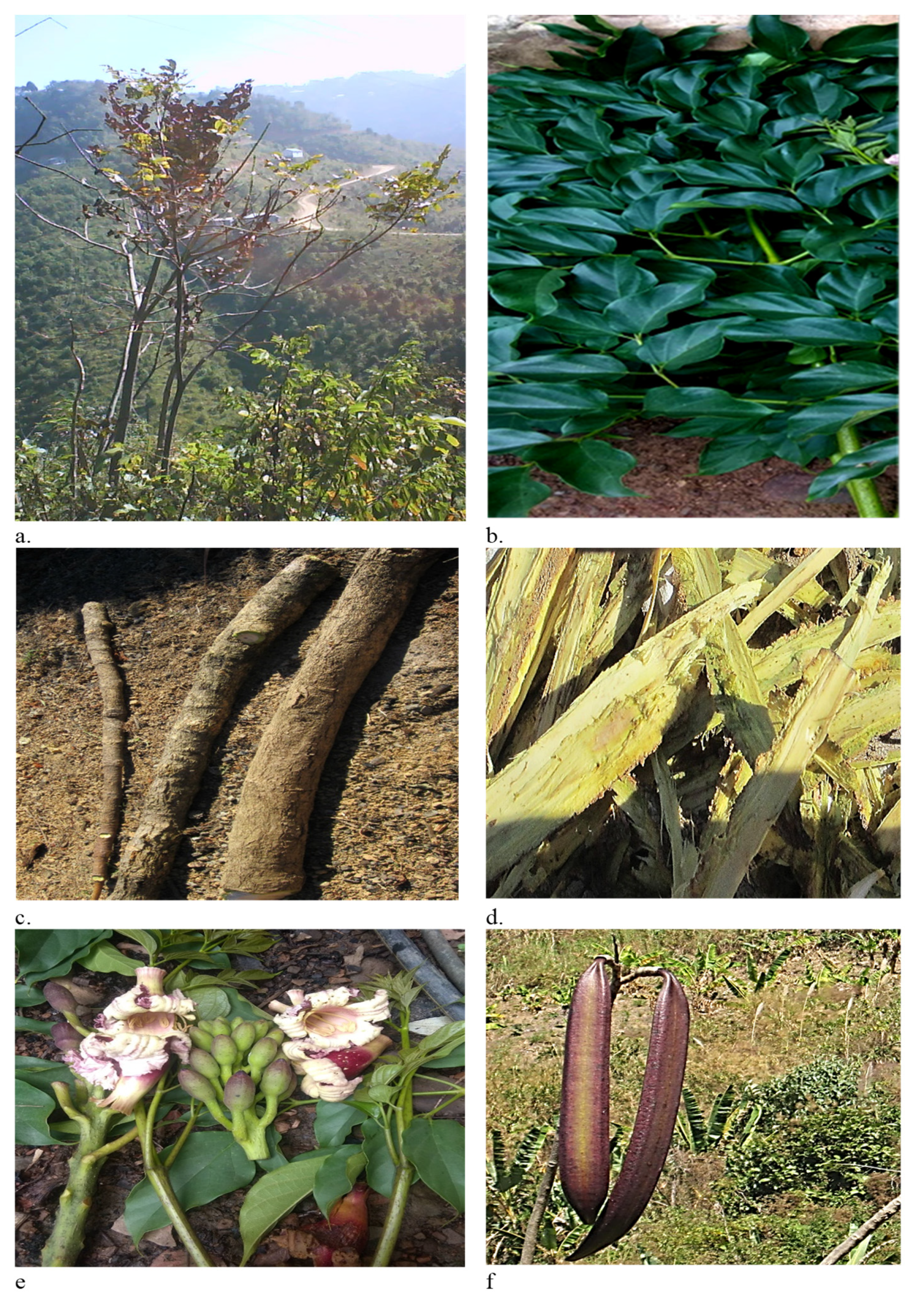 Get the best Oroxylum indicum benefits and effects! Here are top tips for using this herb.