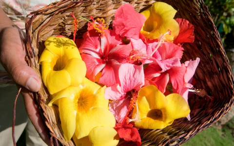 Peach Blossom: Uses and benefits for your body?