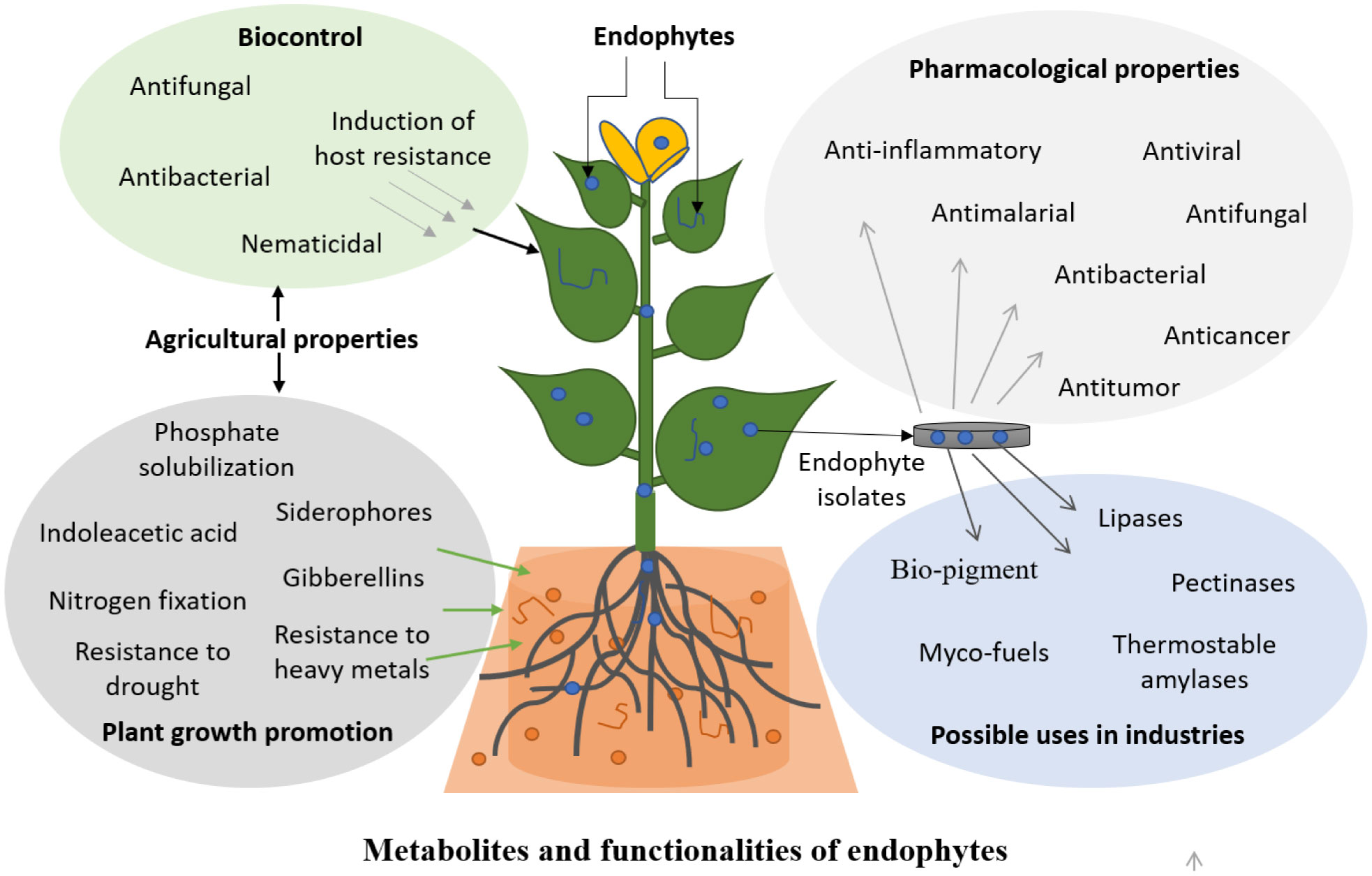 What are Adenophora Root benefits for your health? (Discover these amazing advantages you should know!)