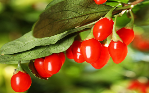 Goji Berry Benefits and Effects: How Good Are They? (Learn 5 top health advantages from them today!)