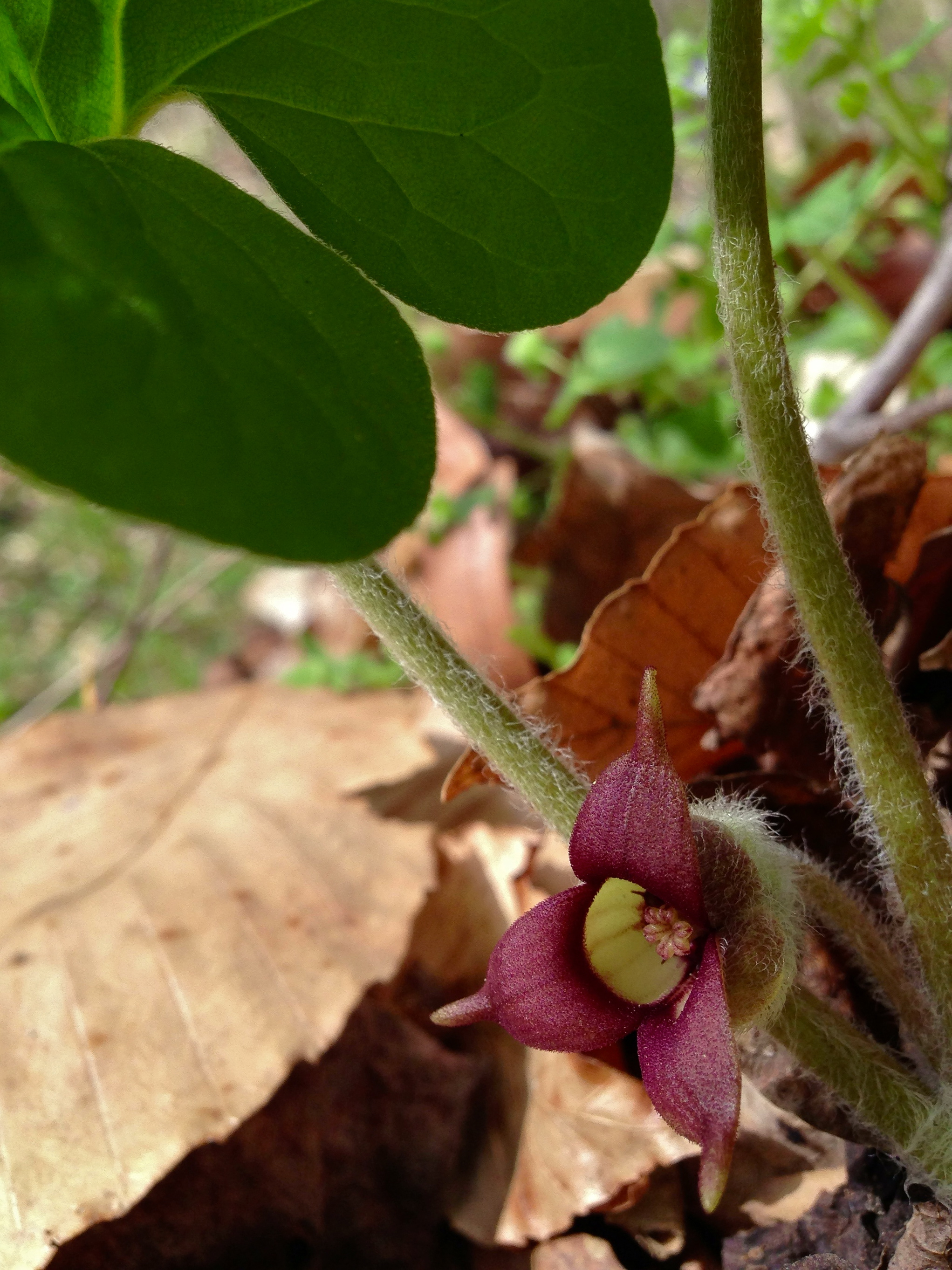 How can you use Asarum properly? Understanding Asarums Effects and Benefits for natural relief from common ailments is important.