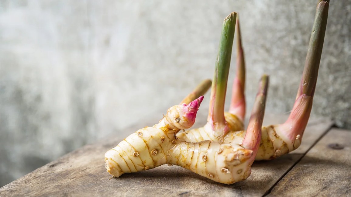 How can Galangal Benefits and Uses improve your health? Learn simple ways to use it every day.