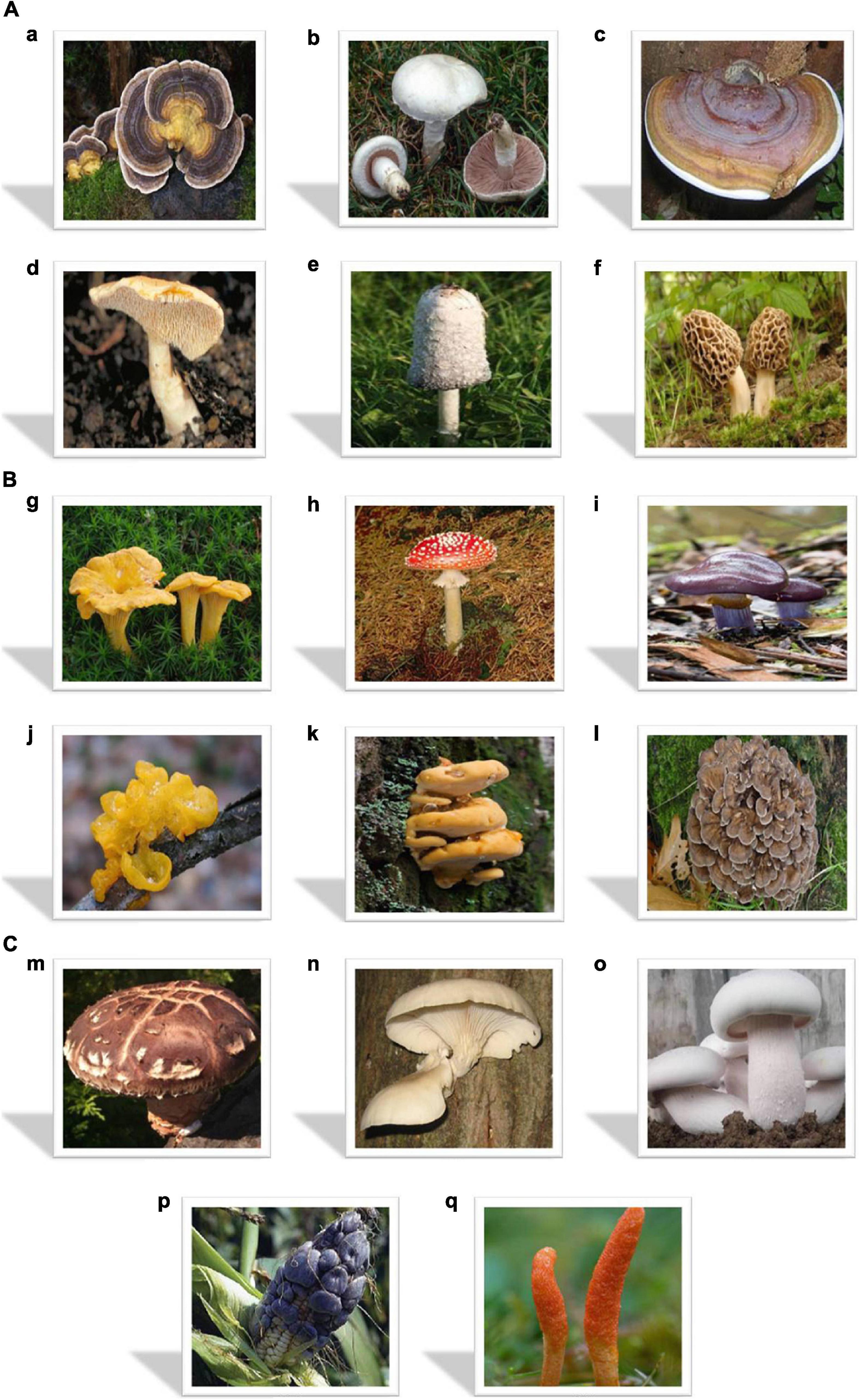 Exploring Puffballs effects and uses: Why is it popular? (Top traditional remedies and modern science facts)
