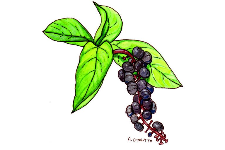 How do Pokeweeds efficacy and functions help you? Understand its key benefits for better health!