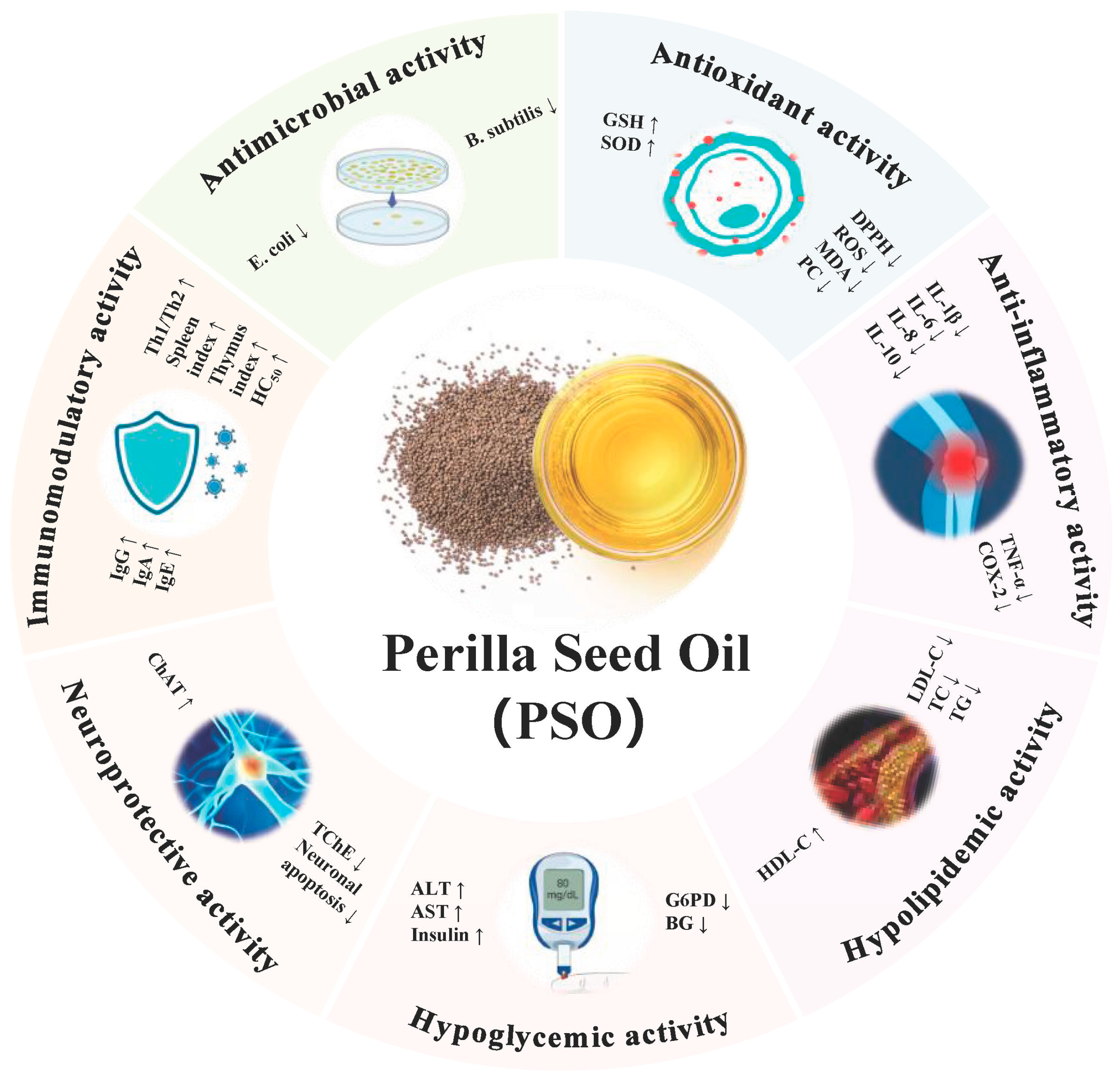 What are Perilla Stem Benefits and Effects? (Discover how this simple herb can improve your overall health)