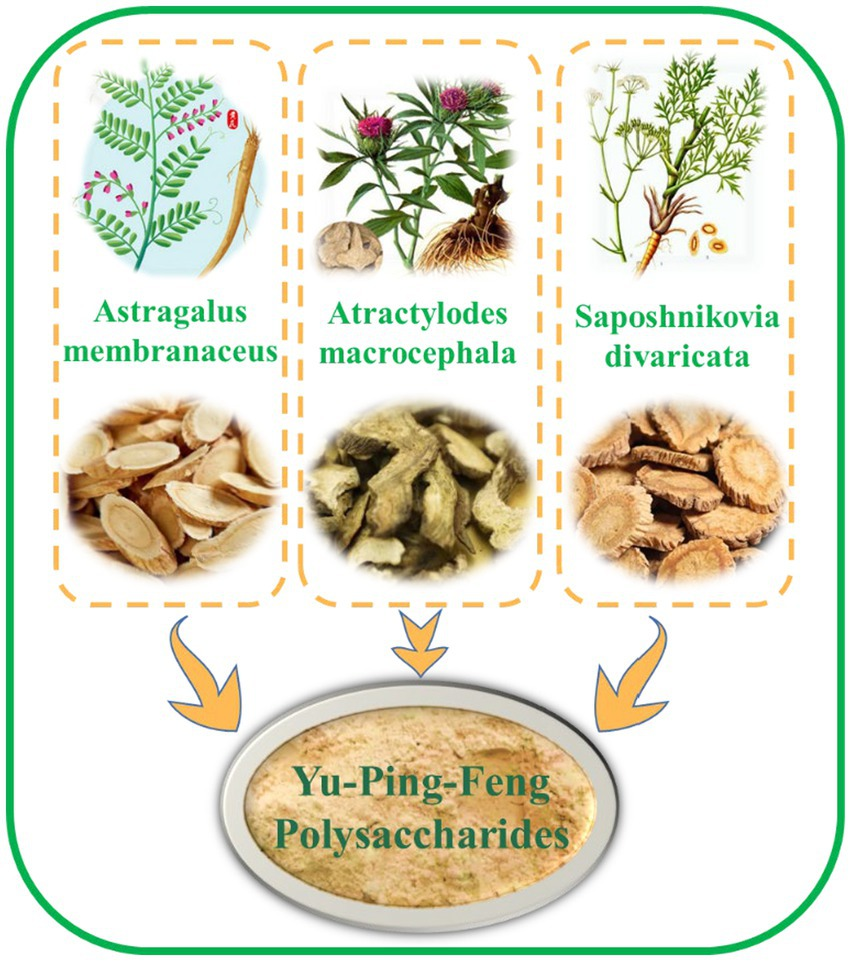 Are Fangfeng benefits and effects really good for you? Exploring the real truth about this herb.