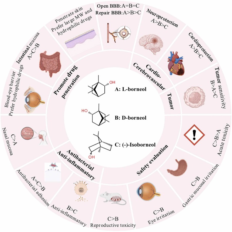 Borneol Effects: Why Use It?
