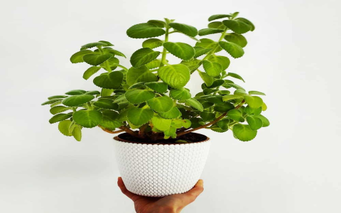 How to know all Benefits of Mint (Easy guide to how this plant helps you feel great)