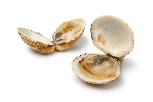 Maximizing Health: Benefits of Using Calcined Ark Clam Shell