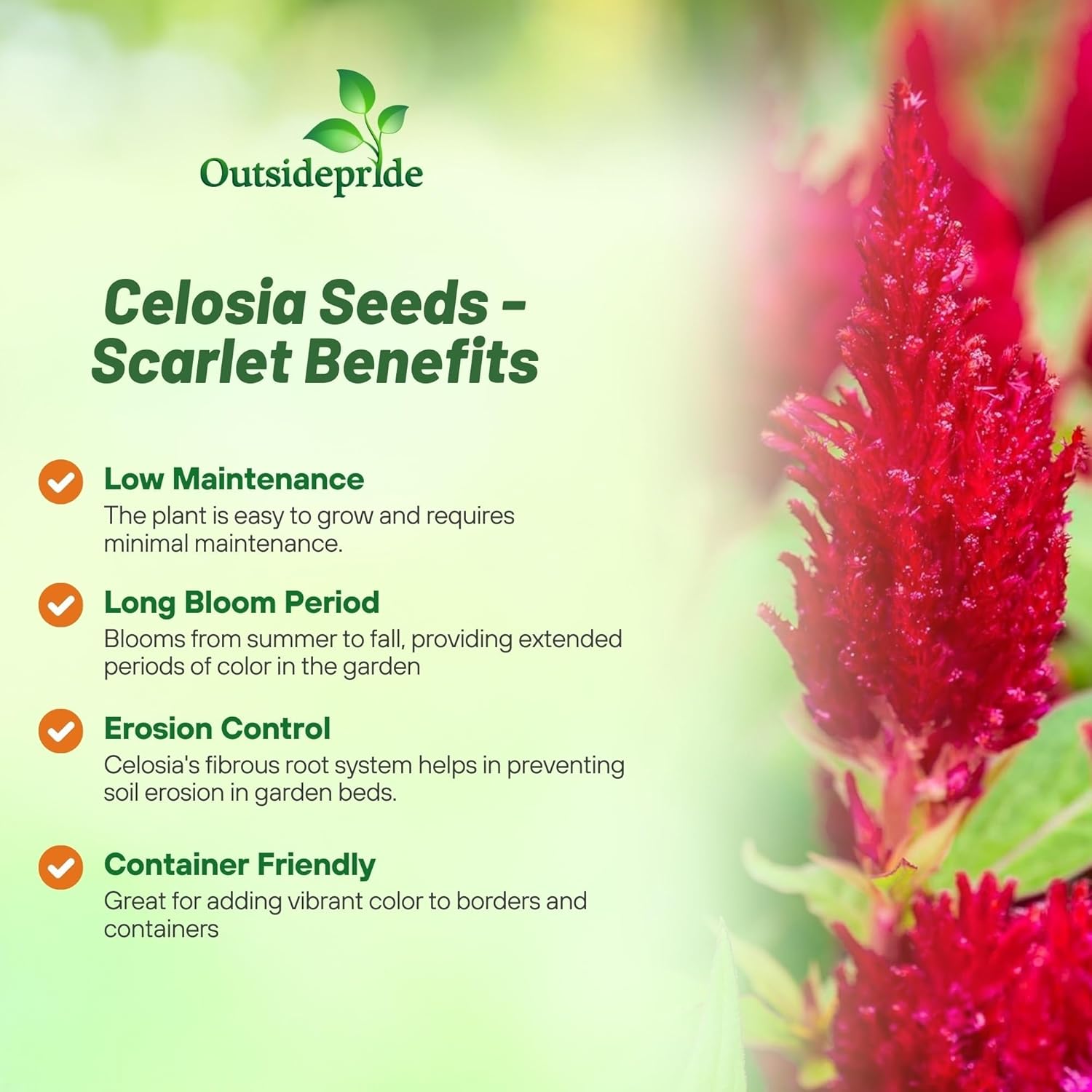 Celosia Seeds benefits and effects: Which ones matter most? See our simple guide.