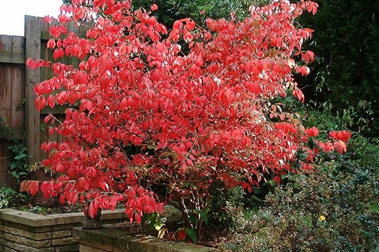 Euonymus alatus benefits and effects for health: How does it work? Simple facts explained clearly!