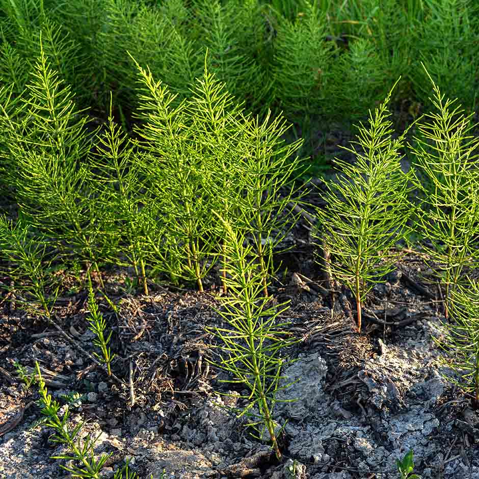 What are the Horsetail benefits and effects? Learn these important key points for your health today!