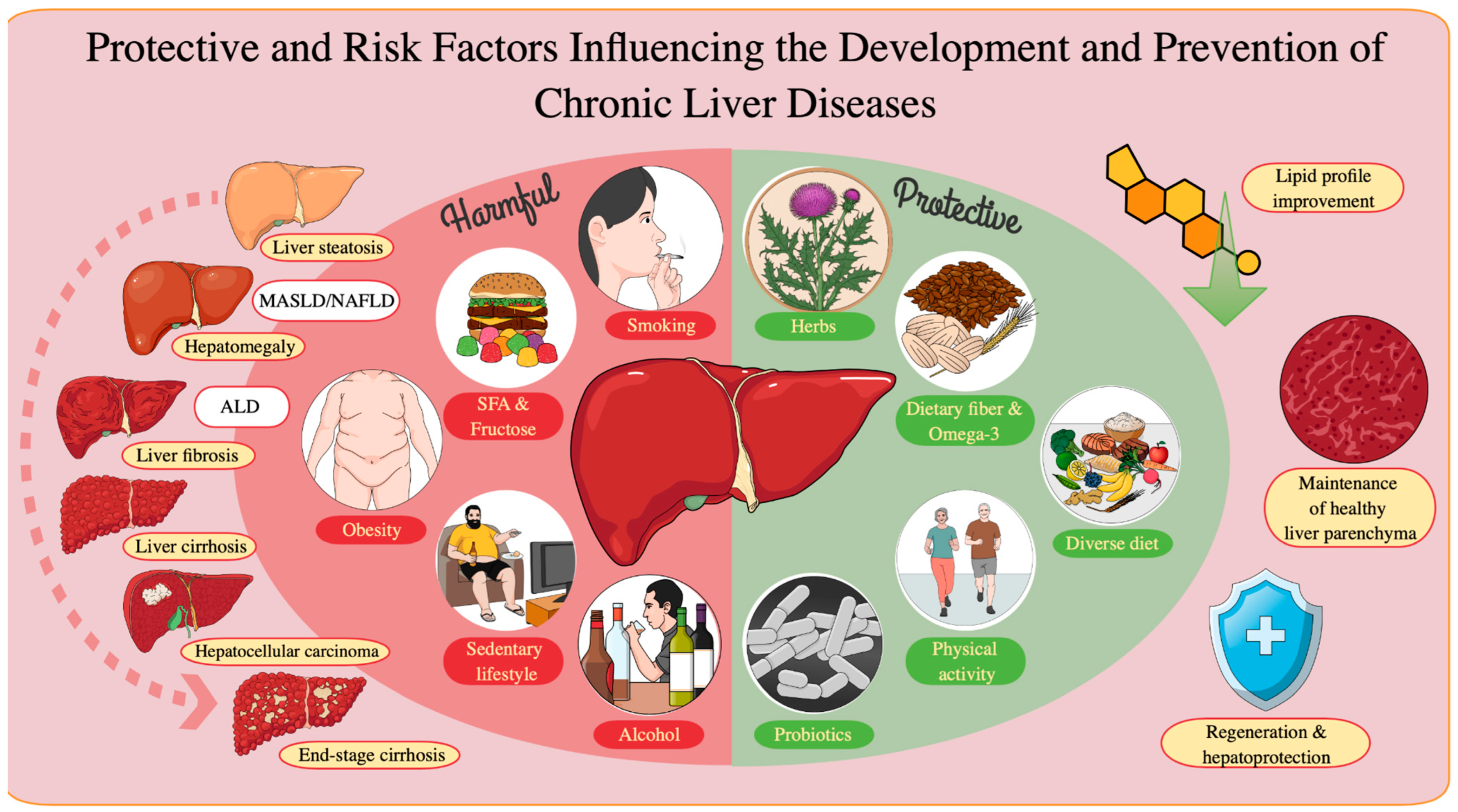 Catechus efficacy and functions: Which are most important? Focus on these 4 key aspects for daily wellness.