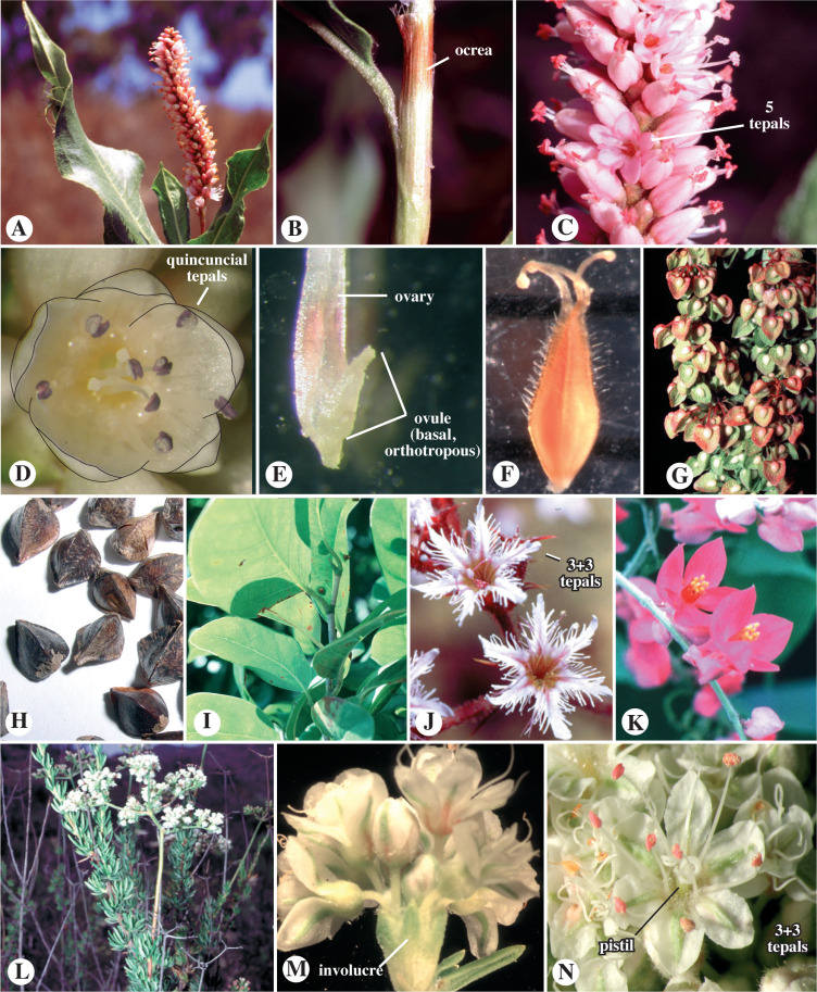 Celosia Seeds benefits and effects: Which ones matter most? See our simple guide.