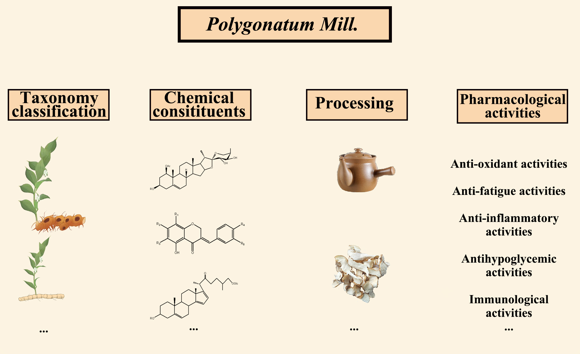 Polygonatum benefits: How can they help you? Learn 3 simple reasons people use this popular root.
