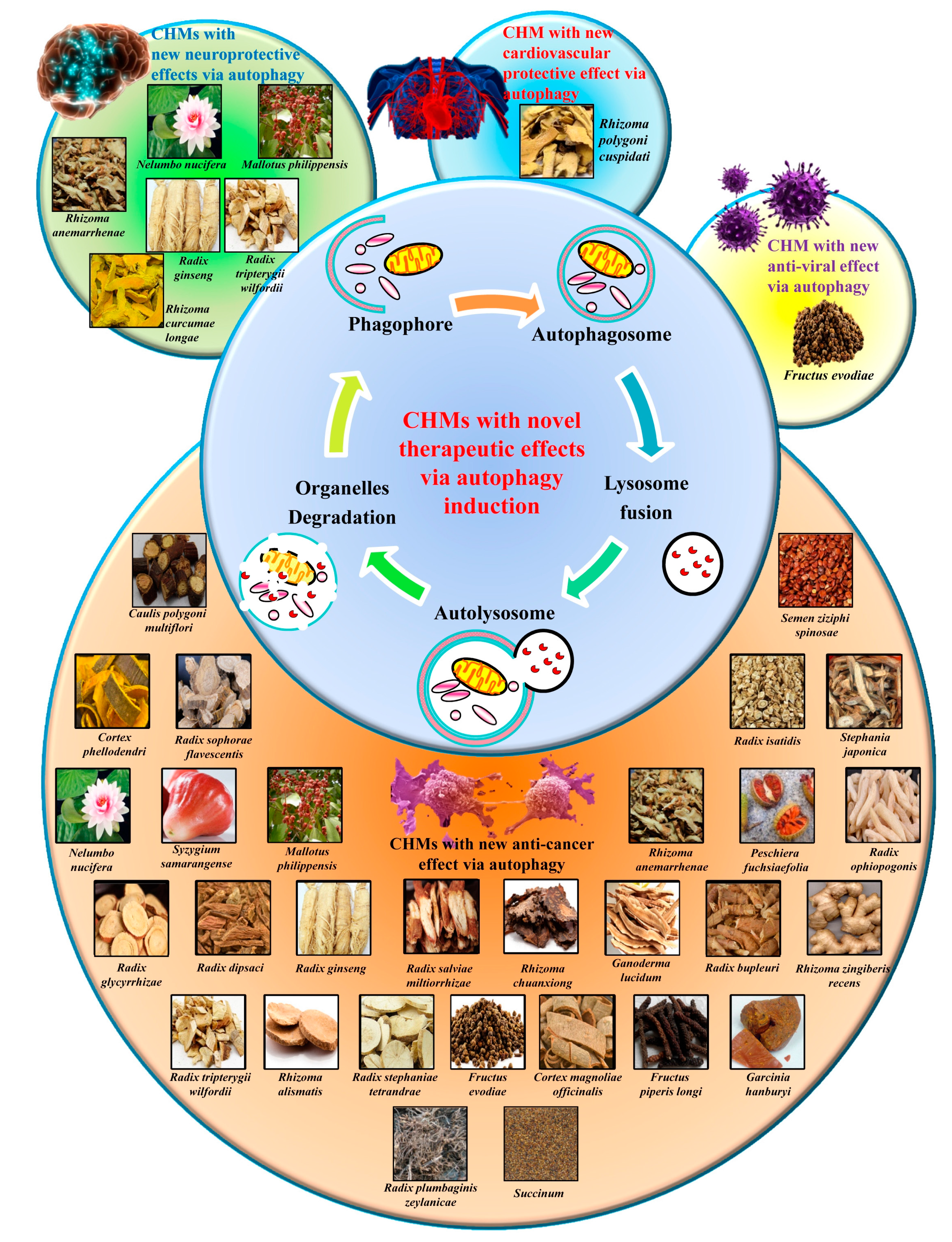 Phellodendron Works (How This Herb Aids You)