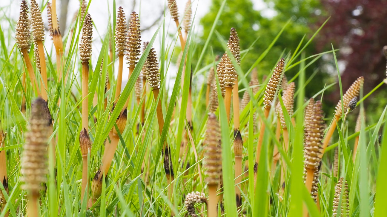 What are the Horsetail benefits and effects? Learn these important key points for your health today!