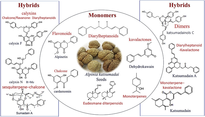 Unlocking Katsumadai Seed benefits and uses: Dont miss these amazing traditional herbal remedy secrets.