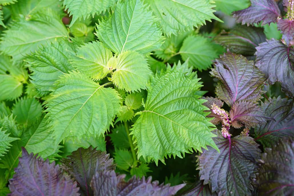 Perilla Leaf Benefits explained: Everything you need to know about this powerful natural remedy.