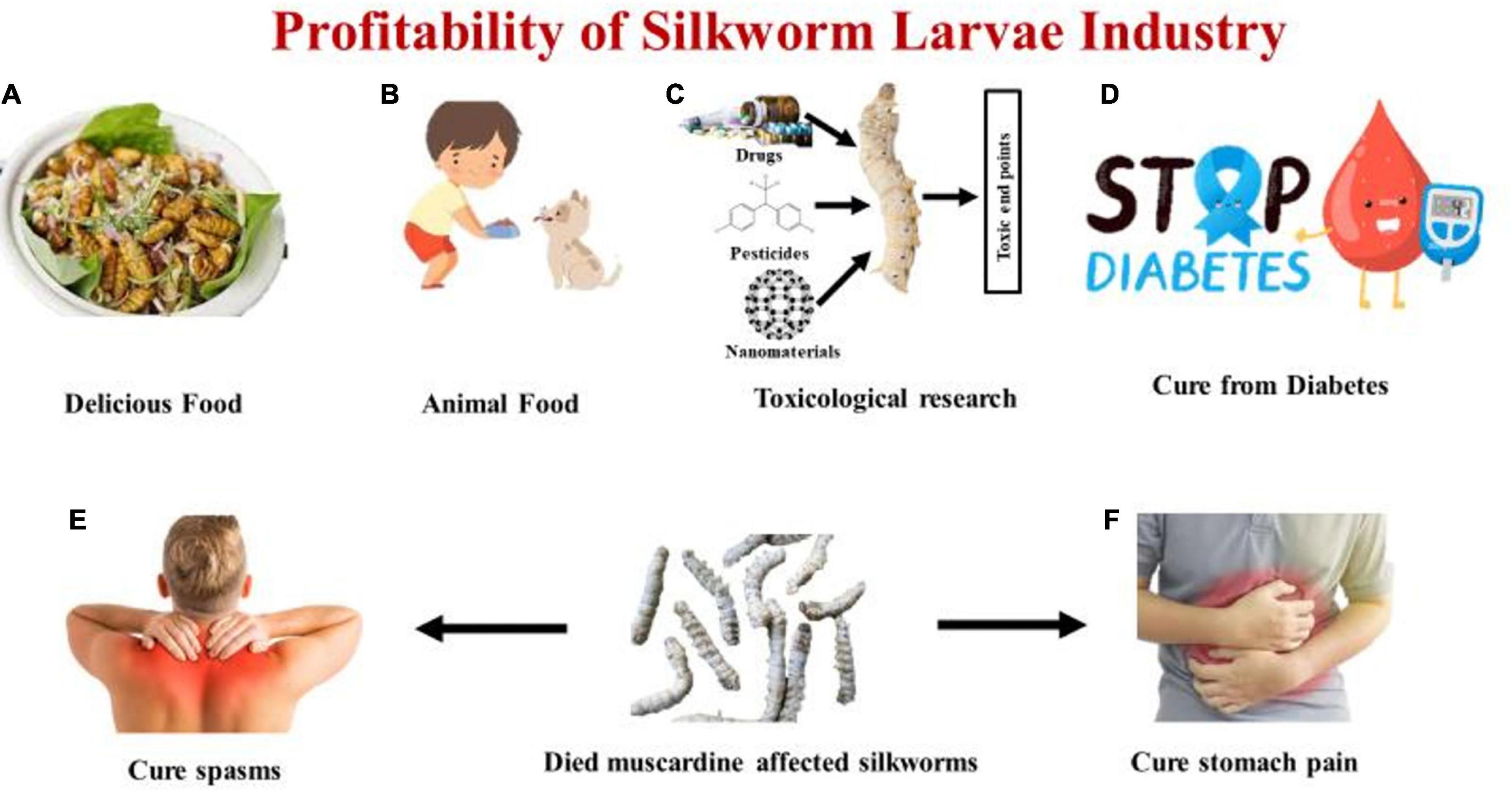 Exploring Fried Stiff Silkworm benefits and effects? We explain its main good points very clearly for you.