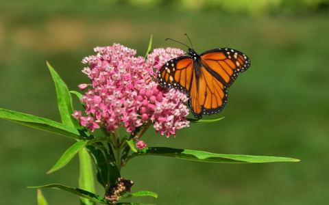 Understanding Buddleja Flower Benefits and Effects (What This Amazing Herb Can Do For You)