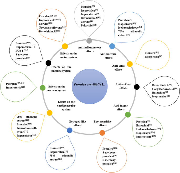 Psoralea Corylifolias Efficacy and Functions Unpacked: Why do people love it? Top benefits you should know now!
