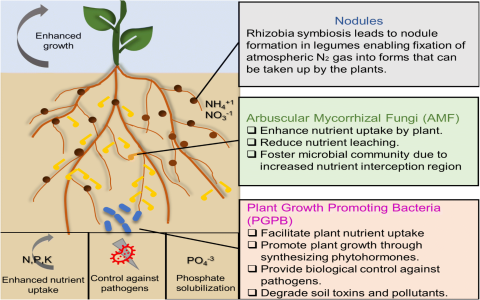 Schizonepeta Spike benefits and effects: How can it help you? Learn its key uses now.