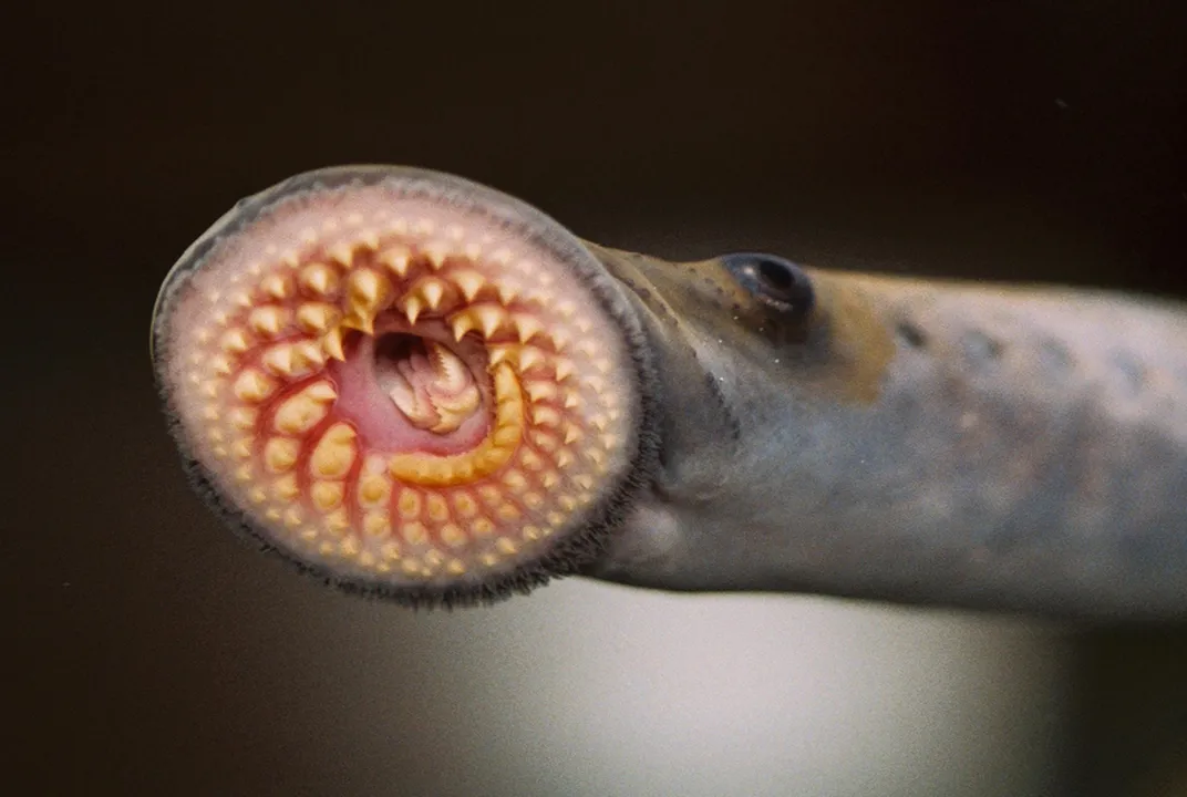 Exploring leechs benefits and uses for health? See how these interesting creatures can simply improve your condition.