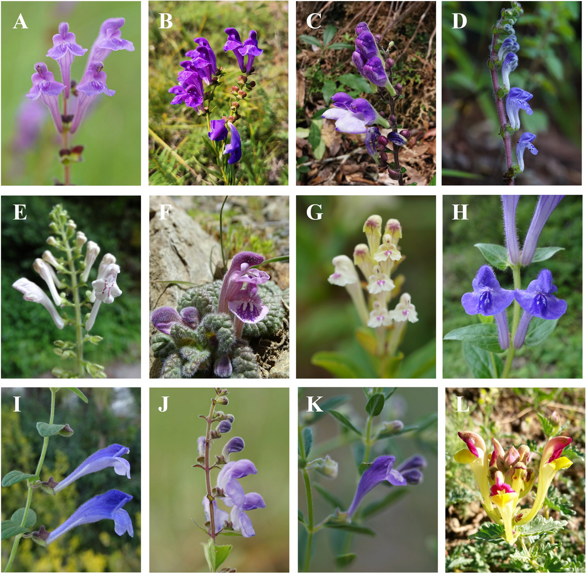 What are Scutellaria barbatas uses and effects? Understand its functions and how it helps your body.