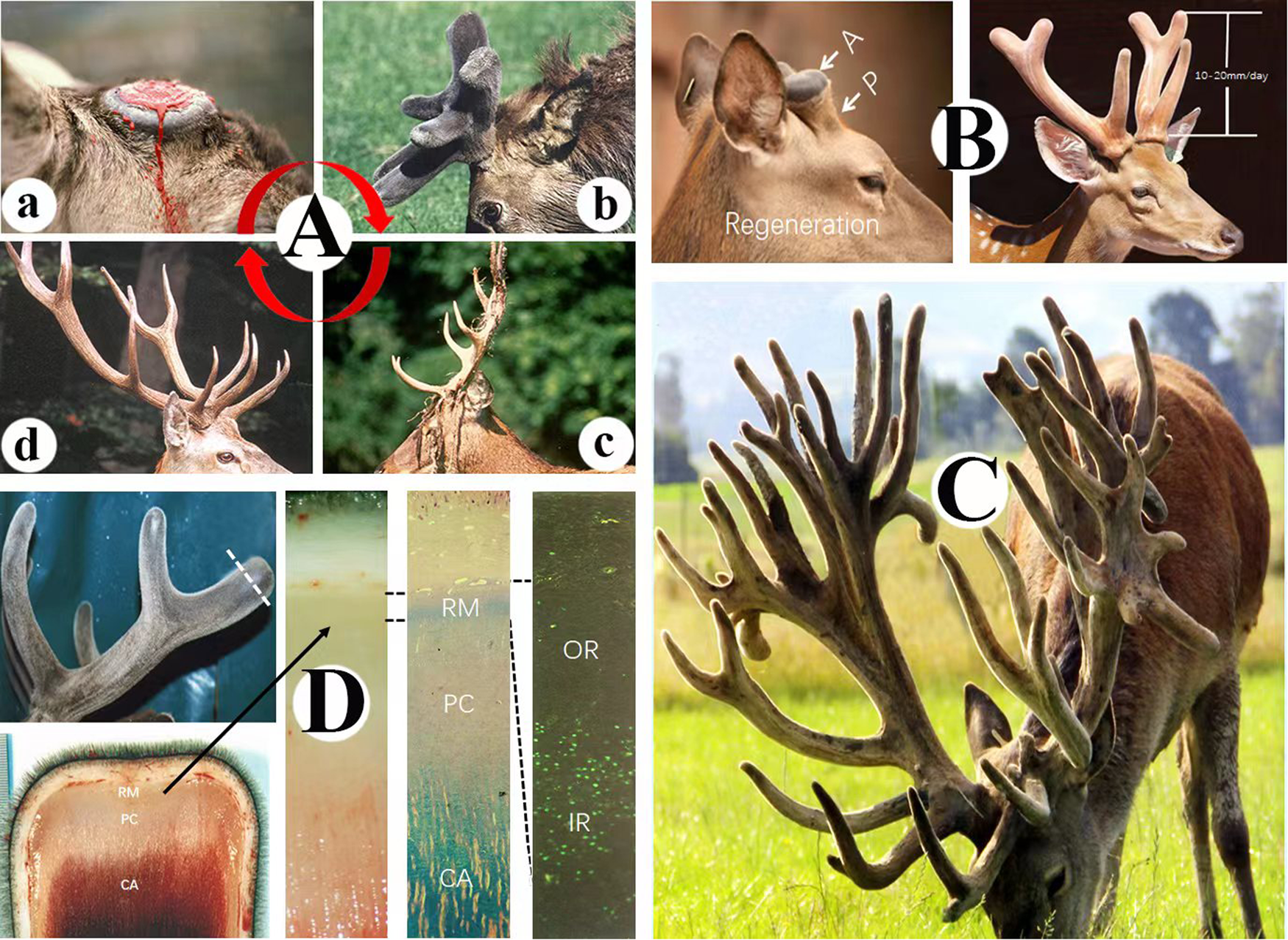 Learn Deer Antler Benefits and Effects: Simple tips for using it to boost your well being.