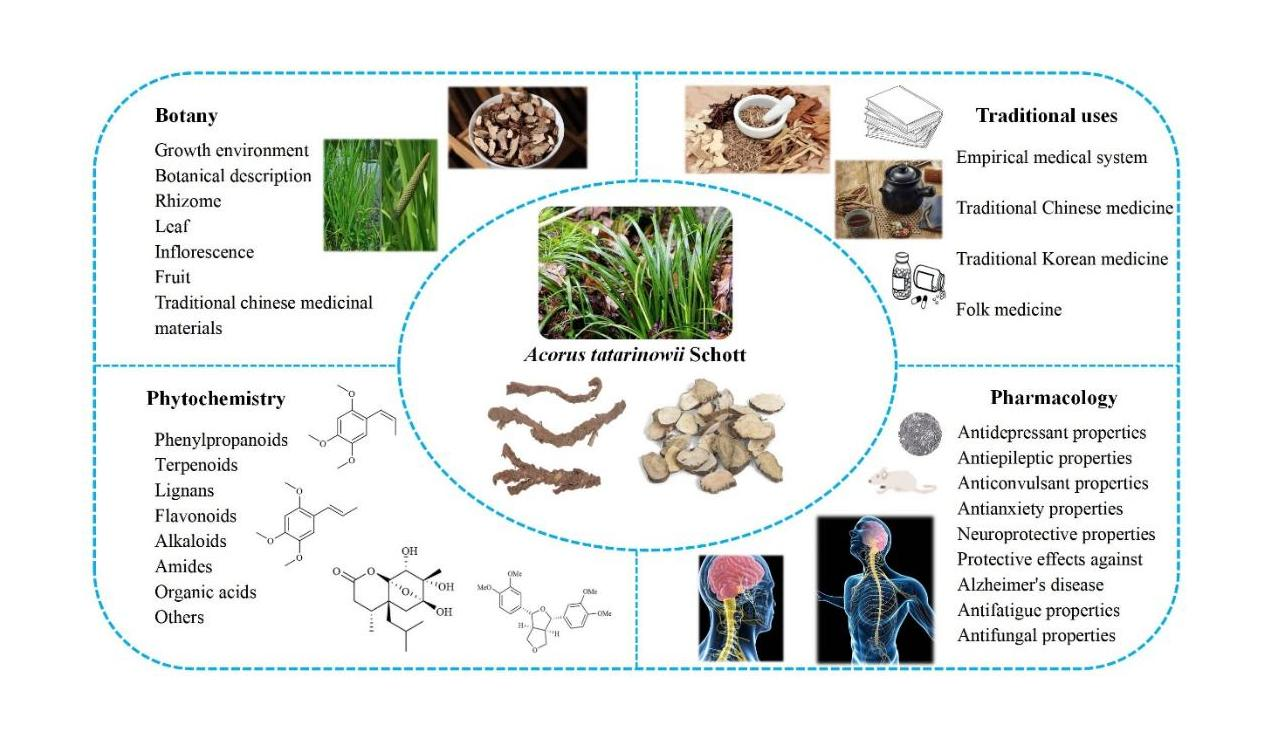 True Acorus tatarinowii benefits: Dont miss out! Heres how it really helps your health.