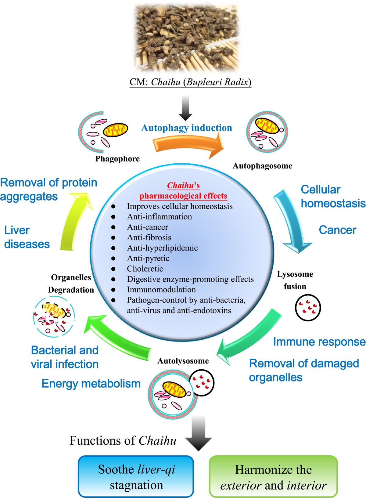 Chai Hu benefits and effects: What you must know! Key facts about this popular herbal medicine.
