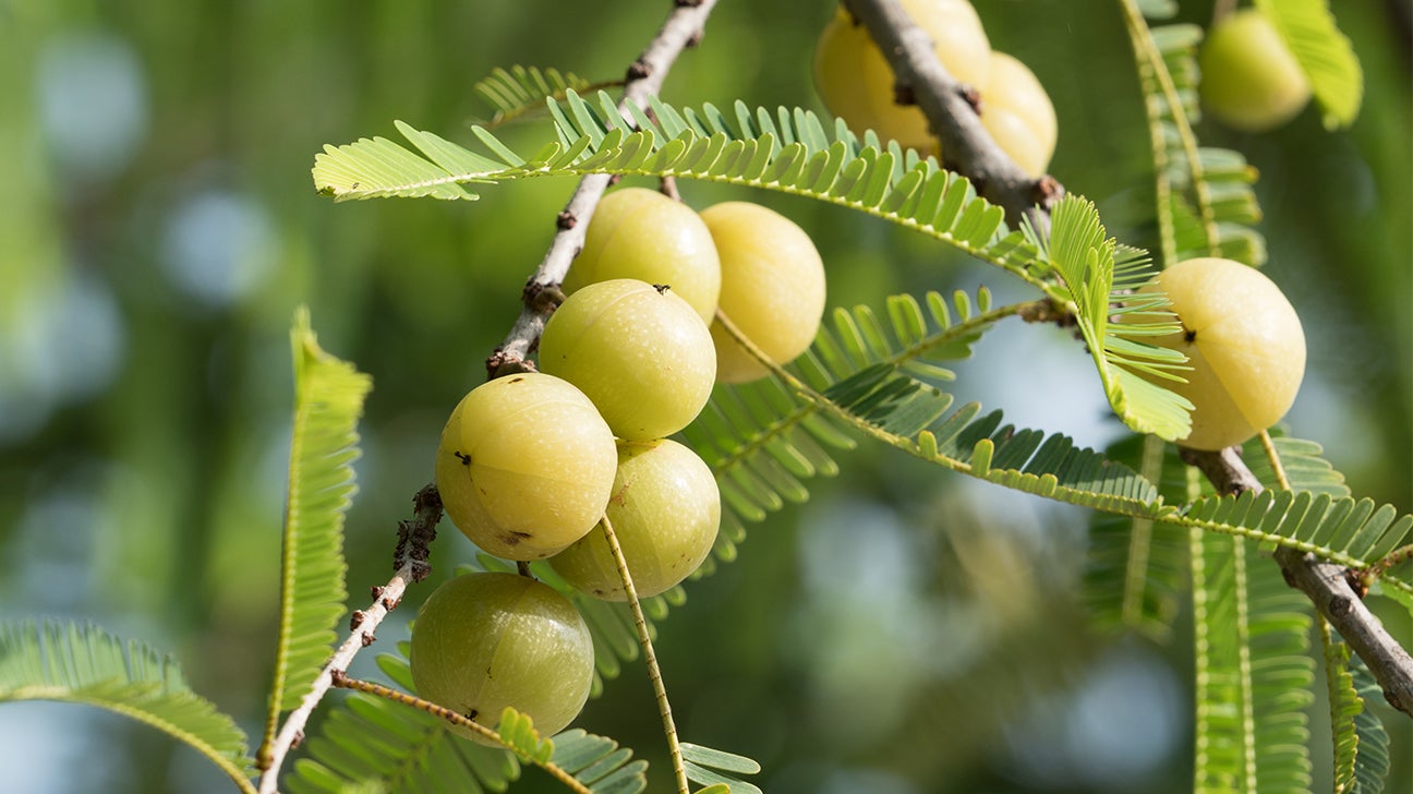 What are Phyllanthus emblica benefits and effects? (Discover its amazing health advantages easily today!)