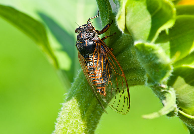 Cicada Slough Benefits and Uses: What Ailments Can It Soothe? Find out how it tackles common health issues!