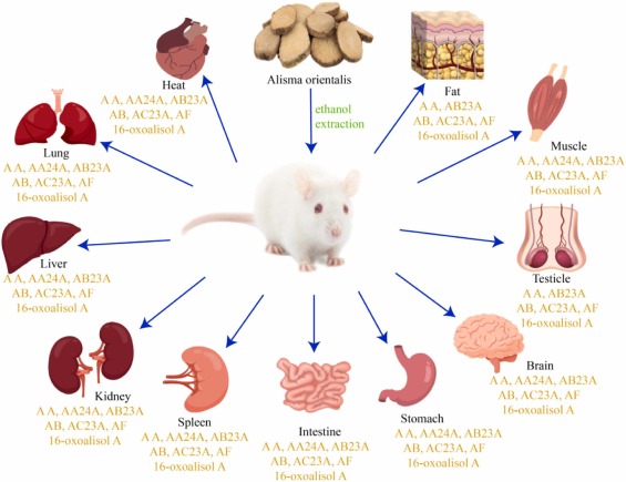Alisma Benefits: Alisma for weight loss really?