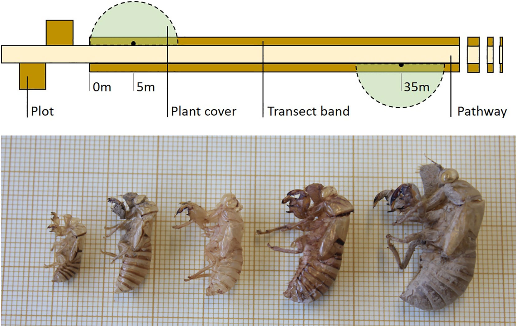 Cicada Slough Benefits and Uses: What Ailments Can It Soothe? Find out how it tackles common health issues!