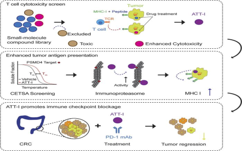 What are Atractylodes main health effects? Exploring the core efficacy of Atractylodes in simple terms!