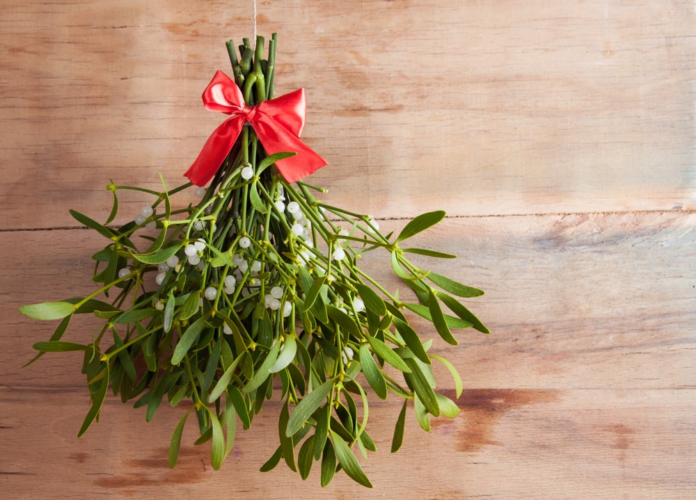 What are Mistletoes Benefits and Effects? (Discover its amazing traditional uses for overall well-being today!)