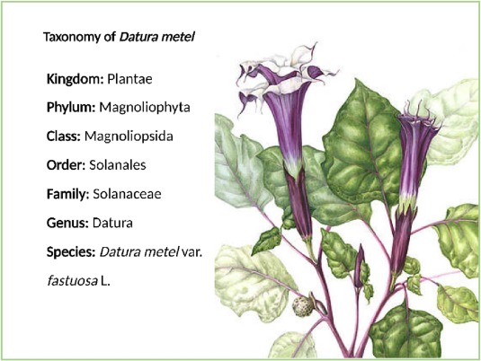 What are Datura flowers benefits and uses? Discover its amazing traditional healing powers today!