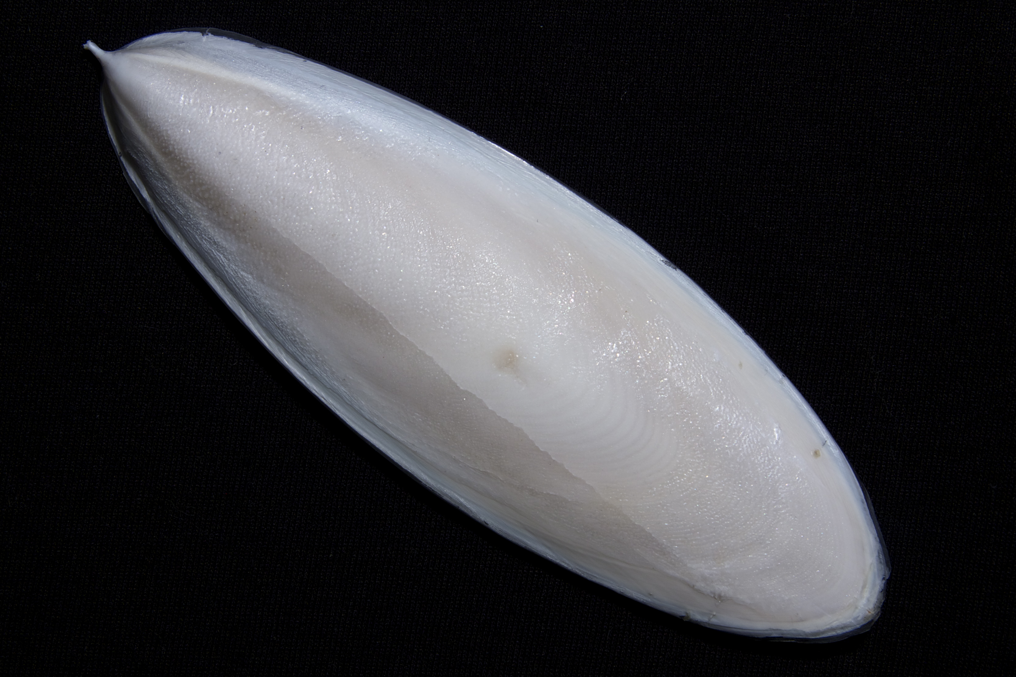 Cuttlefish Bone Benefits and Uses: Are They Real? Discover the Truth and How It Helps Your Body.