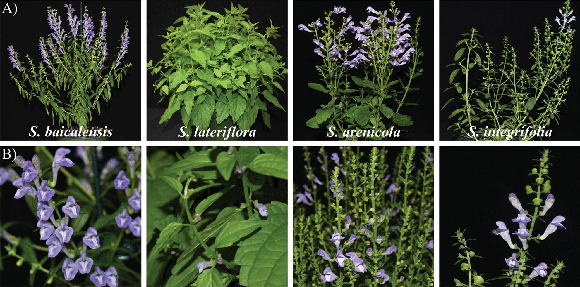 What are Scutellaria barbatas uses and effects? Understand its functions and how it helps your body.