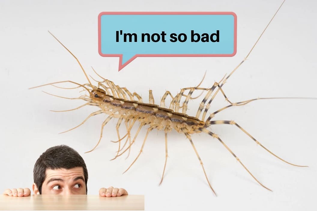 Benefits and Effects of Centipede: What are the simple things you should really know about it?