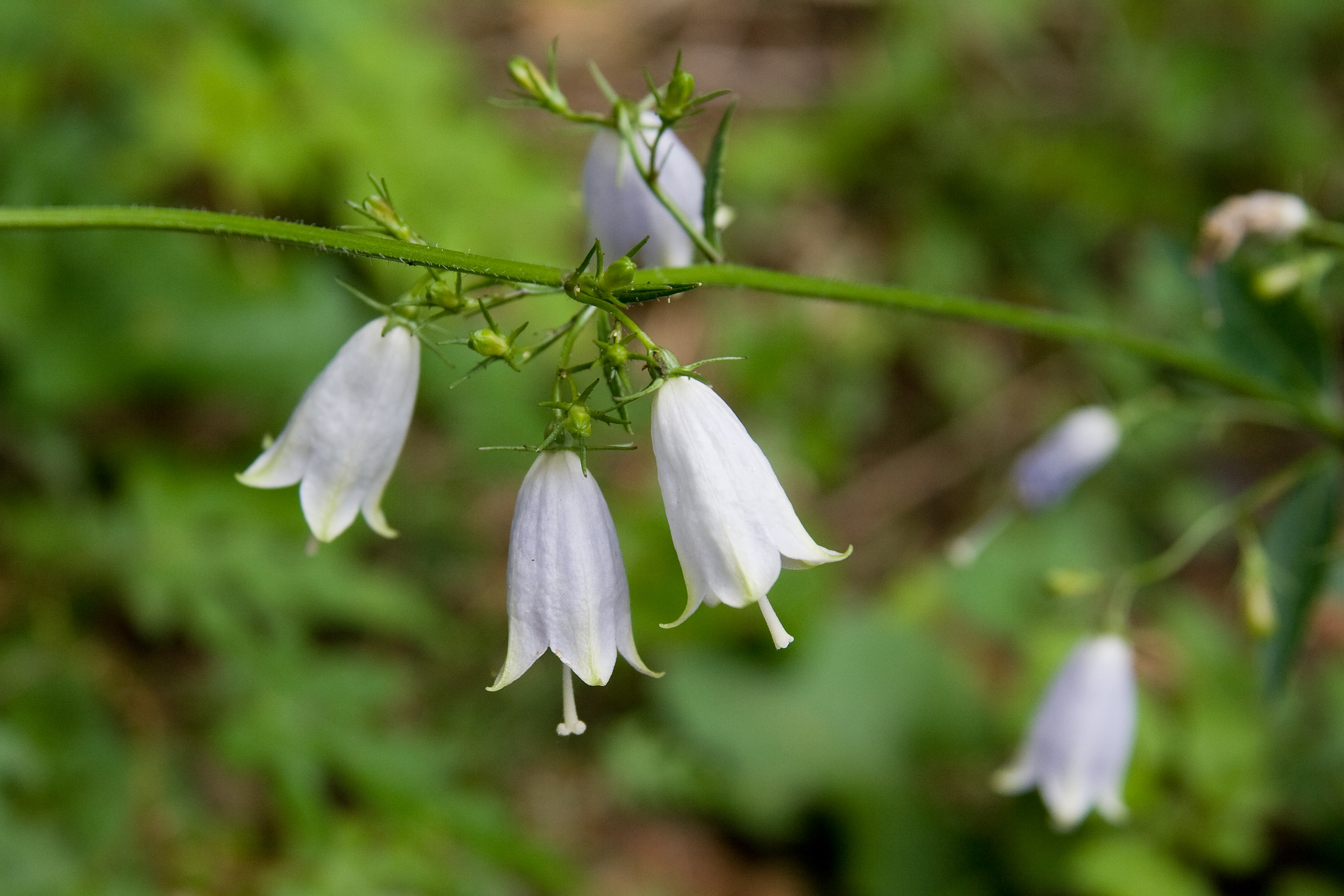 Exploring Adenophora Stricta Benefits and Effects (Your simple look at its powerful health properties)