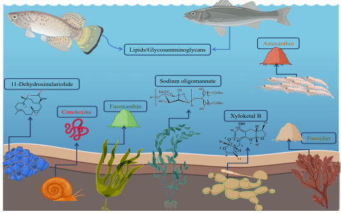 Seahorse benefits and effects explained (Understand these amazing health advantages simply and quickly now)