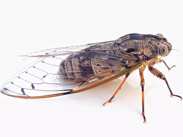 What good things does Cicada Slough do? Learn its key actions and many health benefits.