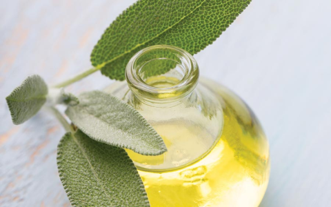 What are Morinda Officinalis benefits for you? (Learn how this simple herb boosts your daily health)