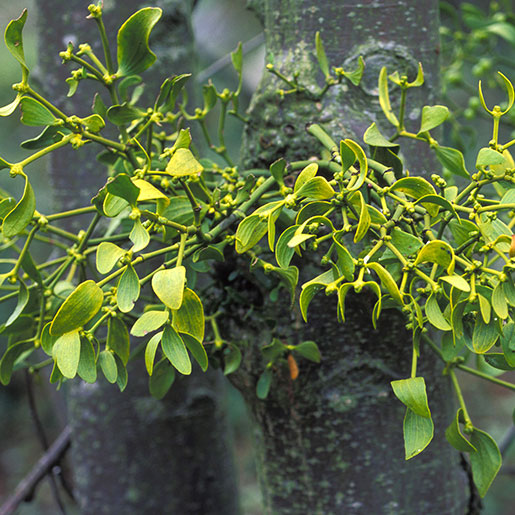What are Mistletoes Benefits and Effects? (Discover its amazing traditional uses for overall well-being today!)
