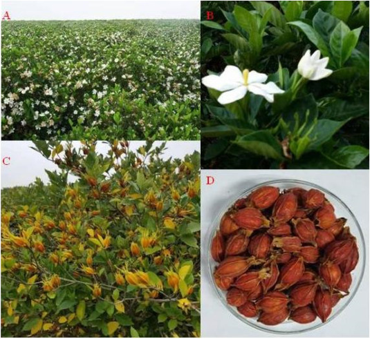 Benefits of stir-fried gardenia: Uses and effects