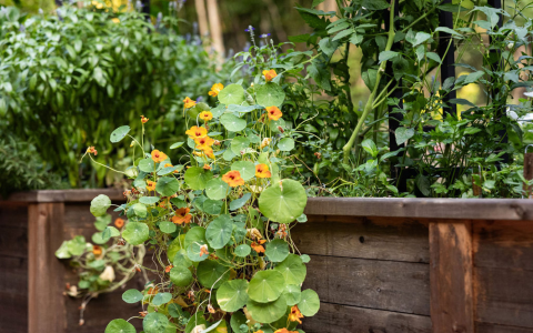 What are the benefits of purslane for you? Find out how this amazing plant helps your body feel great!